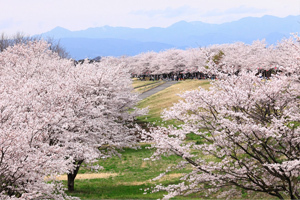 Sakura City